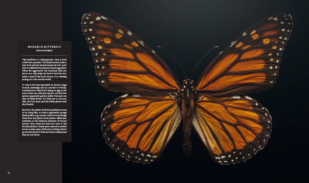 'Extinct & Endangered' photographs by Levon Biss