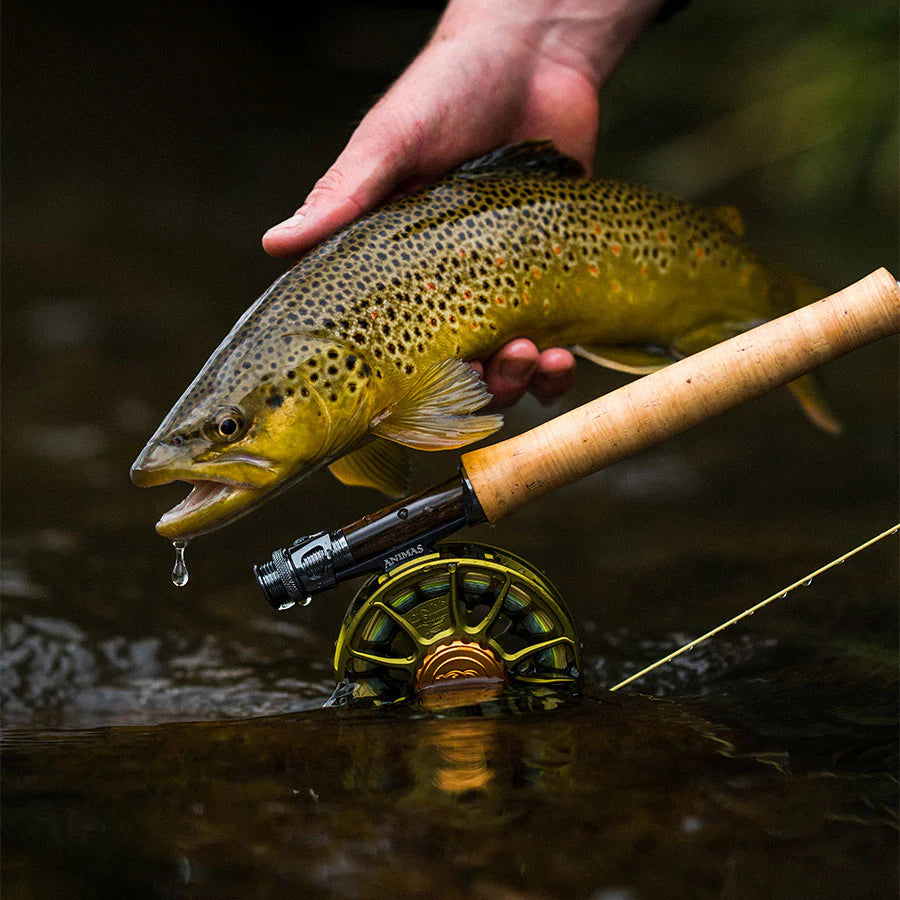Ross Animas Reels