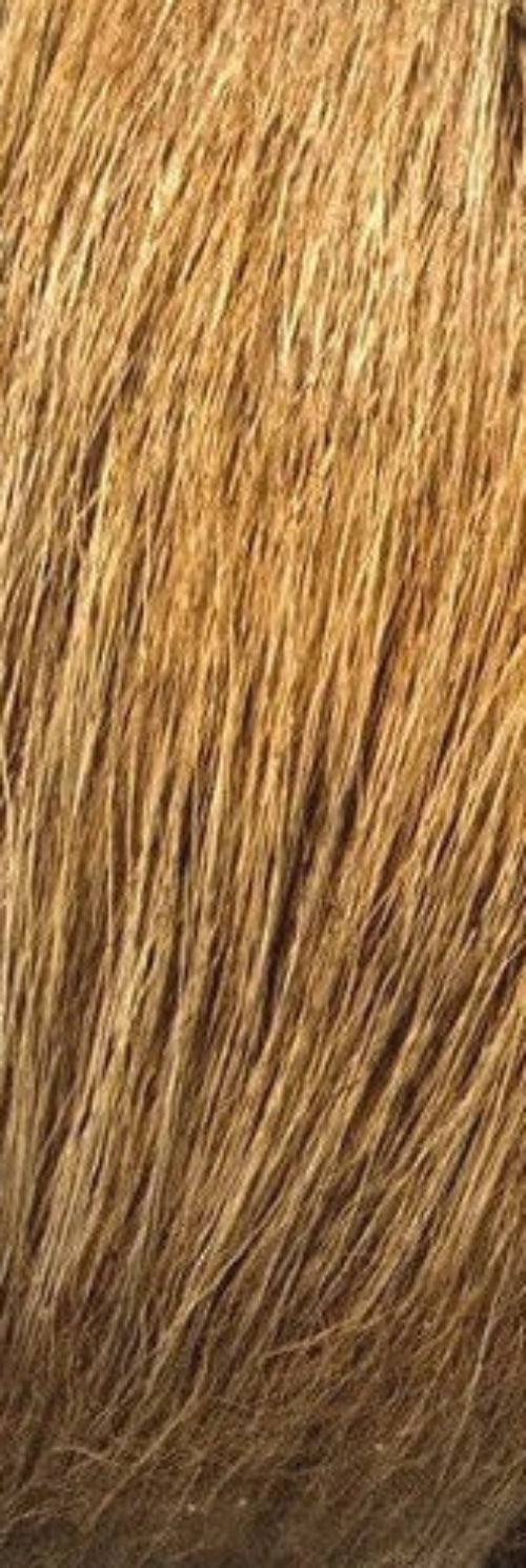 Classic Bull Elk Mane