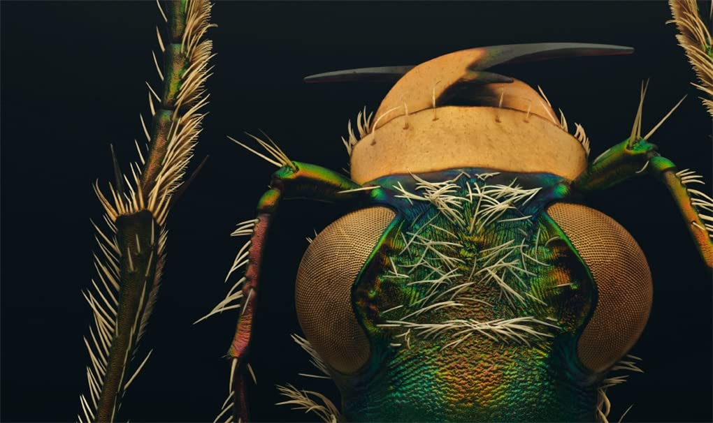 'Extinct & Endangered' photographs by Levon Biss