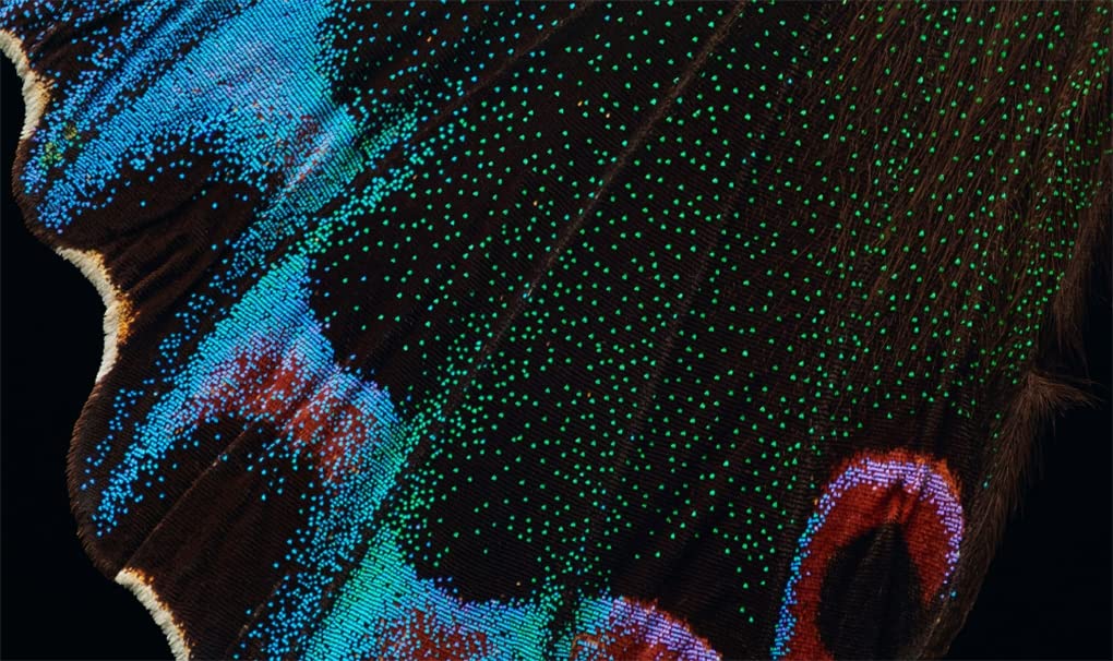 'Extinct & Endangered' photographs by Levon Biss