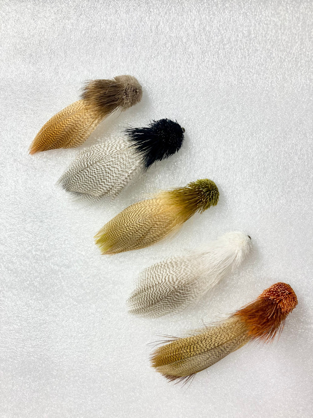 Galloup's Zoo Cougar