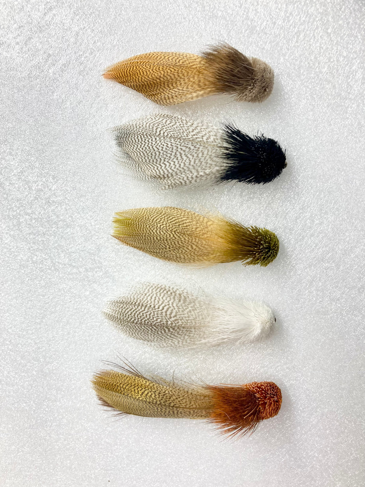 Galloup's Zoo Cougar