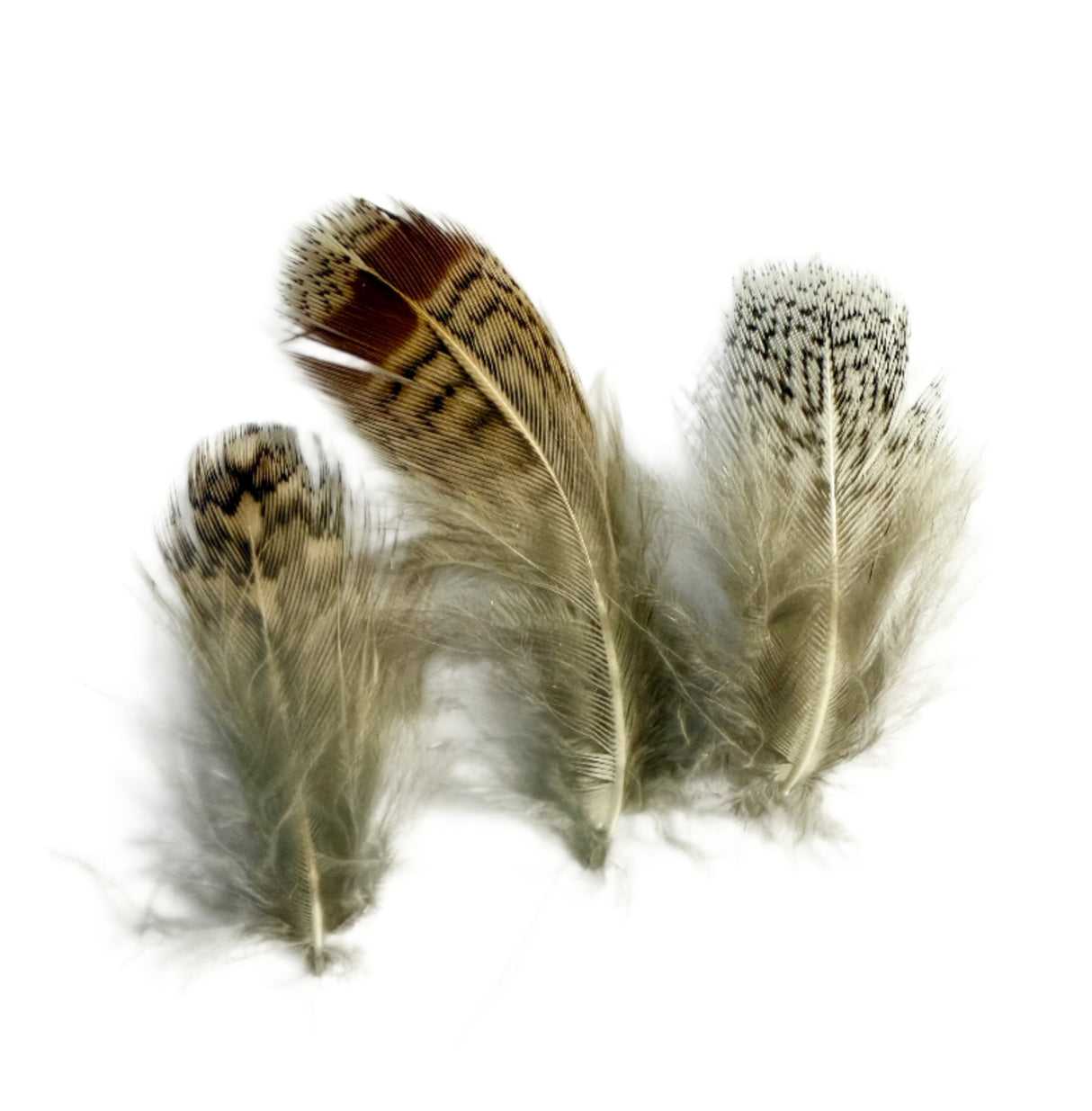 Loose Partridge, Natural