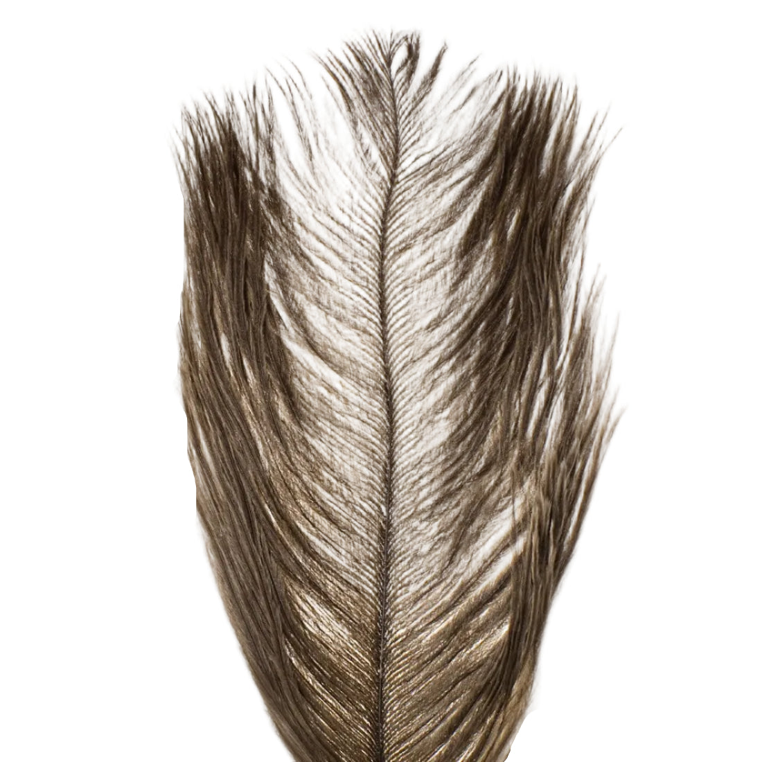 Ostrich Herl