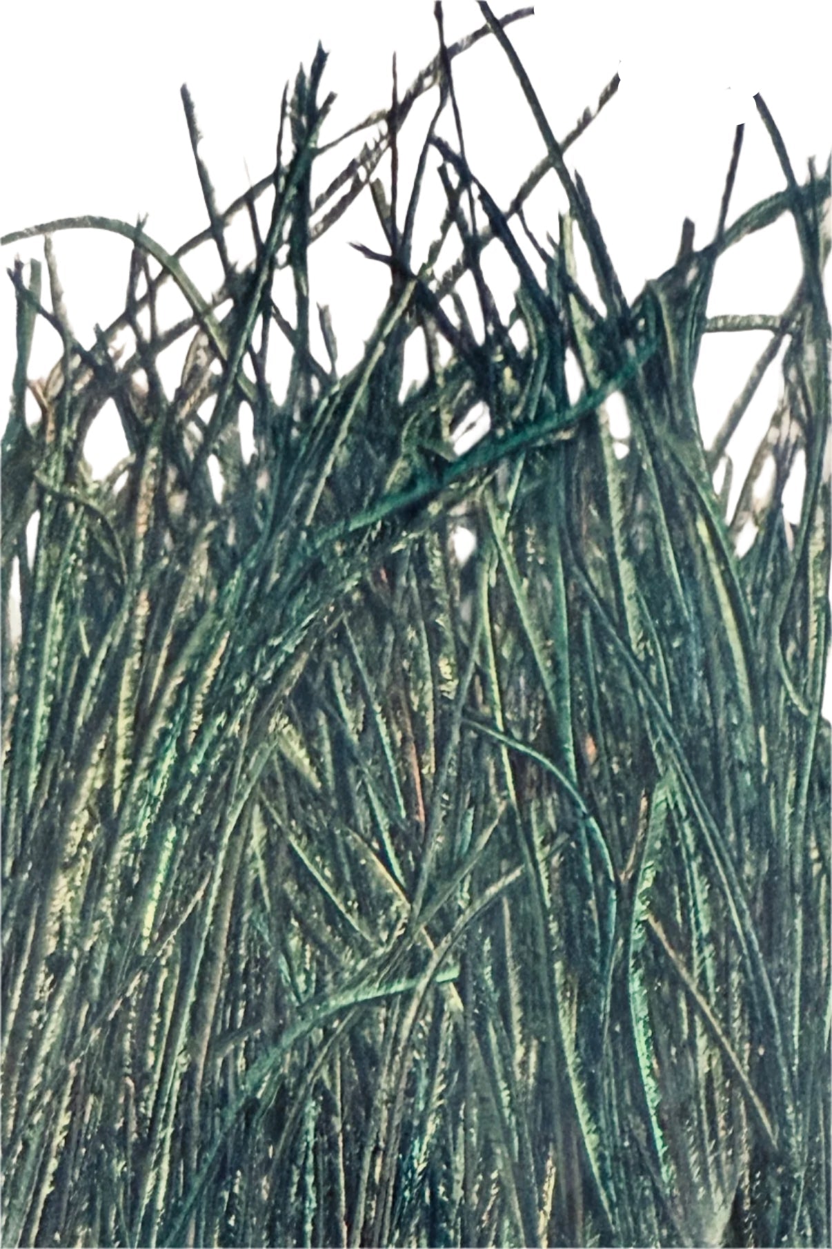 Premium Selected Peacock Herl