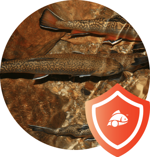 Proof Ball - Measuring Fish Reinvented!