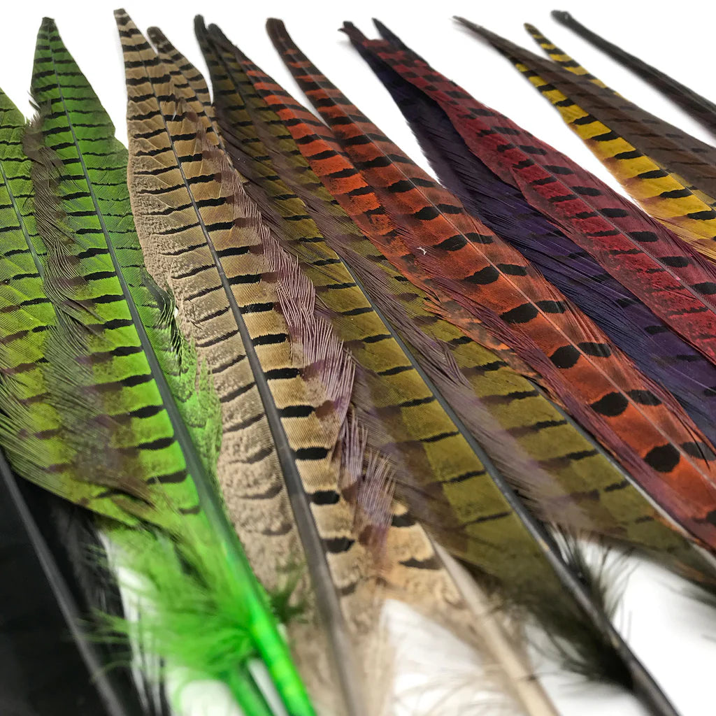 Ringneck Pheasant Tail Feathers