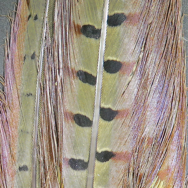 Ringneck Pheasant Tail Feathers