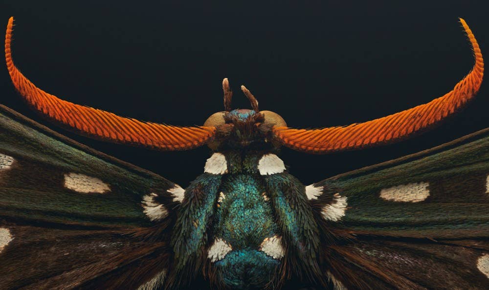 'Extinct & Endangered' photographs by Levon Biss