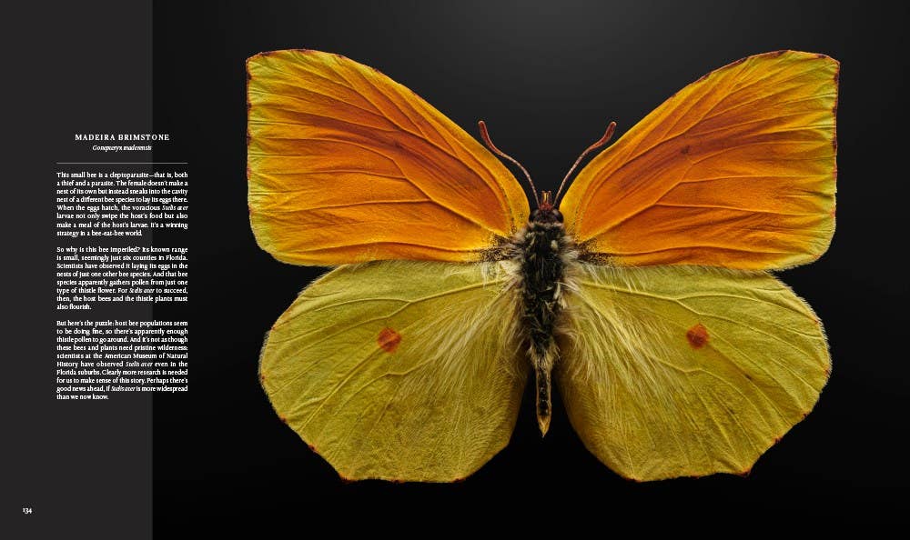 'Extinct & Endangered' photographs by Levon Biss