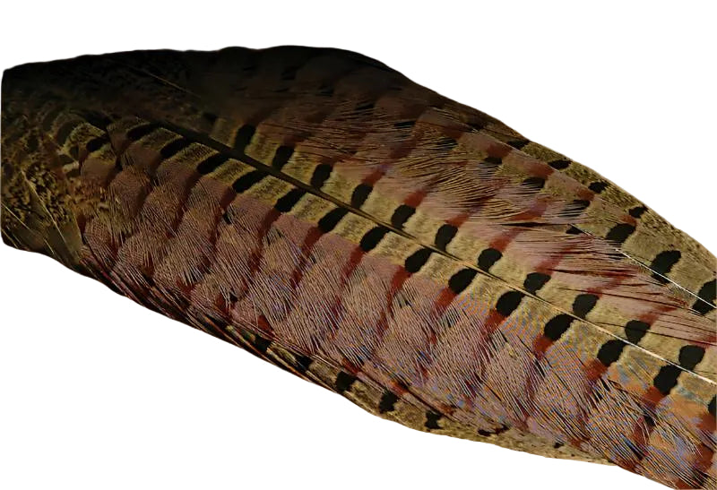 Ringneck Pheasant Complete Tail Clump