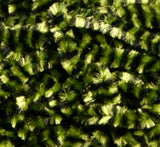 Variegated Chenille