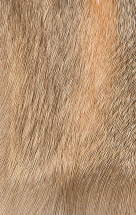 Elk Body Hair