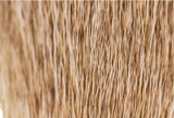 Elk Body Hair