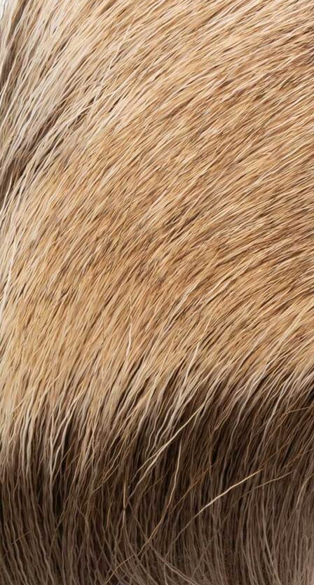 Elk Body Hair