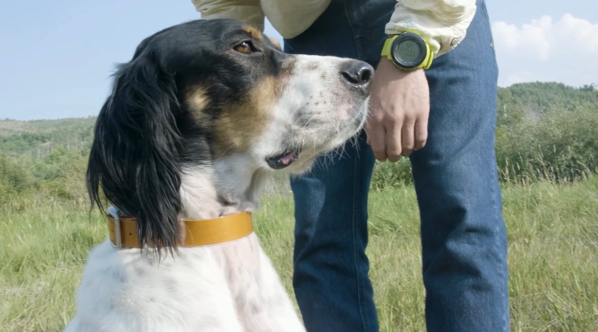 Salty Dog Collar