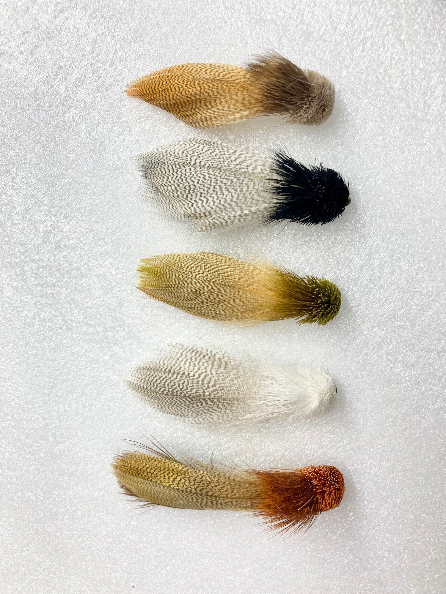 Galloup's Zoo Cougar