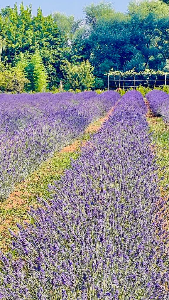 Lavender Essential Oil - 100% Natural