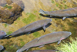 Proof Ball - Measuring Fish Reinvented!