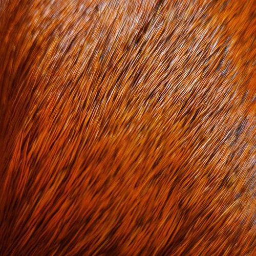 Nature’s Spirit Select Cow Elk (2x3)