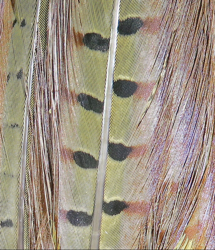 Ringneck Pheasant Complete Tail Clump